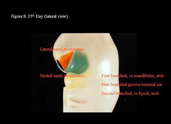 Head and neck embryology. 35th  day (lateral view).