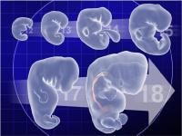 Embryo Development Timeline