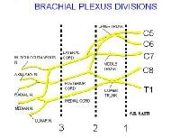 Diagram of the brachial plexus. 