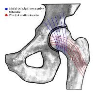 femoral shaft