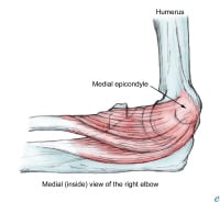 medial elbow