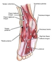 Select tendons of the foot. 