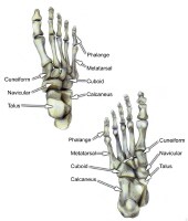 Select bones of the foot (dorsal and plantar views