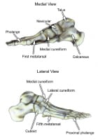 Select bones of the foot (medial and lateral views