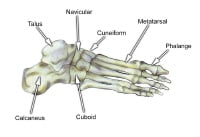 Select bones of the foot (superolateral view). 
