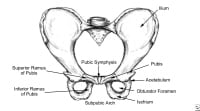 Pelvis, frontal view. 