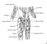 Thoracoabdominal and proximal lower-extremity musc