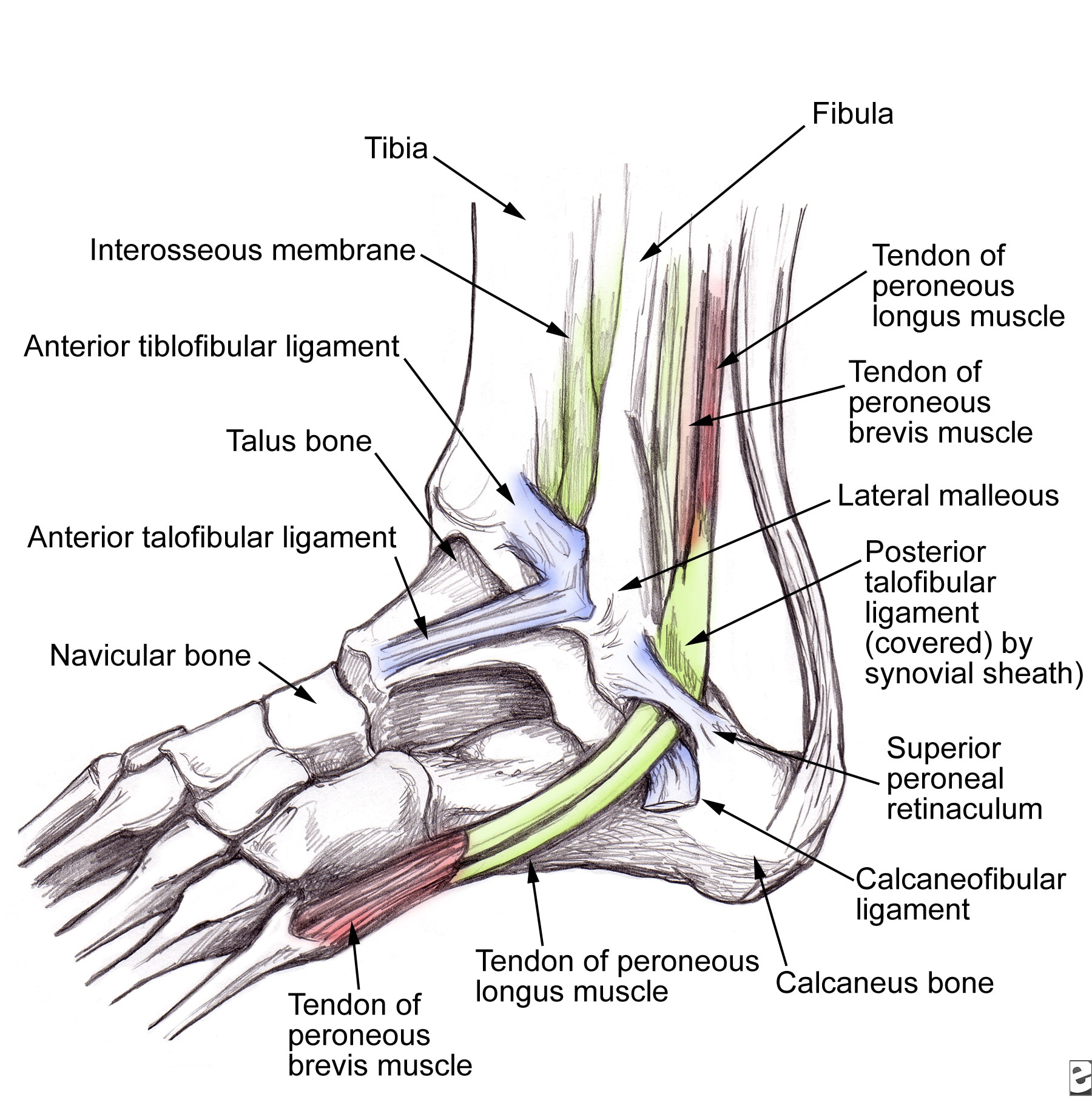 kode icd 10 ligament injury ankle