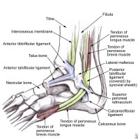 Lateral ankle anatomy demonstrates the peroneal te