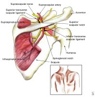Clinically relevant anatomy of the subscapular ner