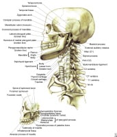 Bony framework of head and neck. 