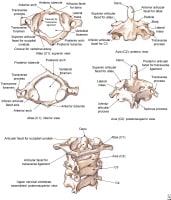 Cervical vertebrae, the atlas and the axis. 