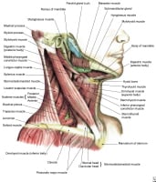 Lateral view of the muscles of the neck. 