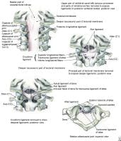 Internal craniocervical ligaments. 