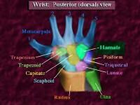 Posterior (dorsal) view of the wrist. 