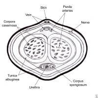 Diagram Of Urethra