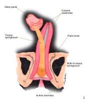 Estenose uretral. Esquemático da anatomia do pênis.