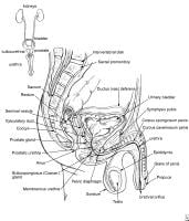 Relevant anatomy of the male pelvis and genitouri...