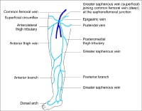 Soleal Vein Anatomy