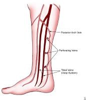 Lower Leg Veins