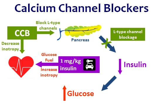 glucagon beta blocker antidote mechanism