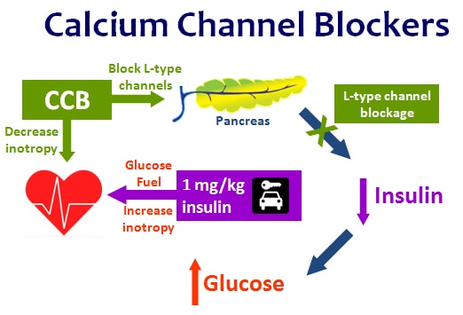 glucagon beta blocker antidote dose