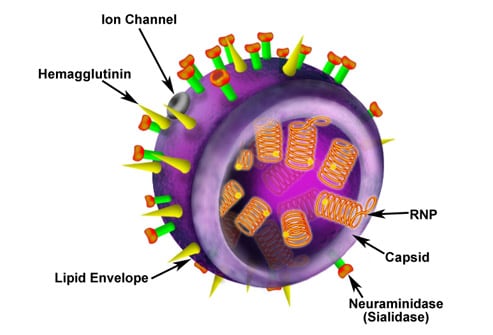 H1N1 Influenza A Virus (Swine Flu): Slideshow