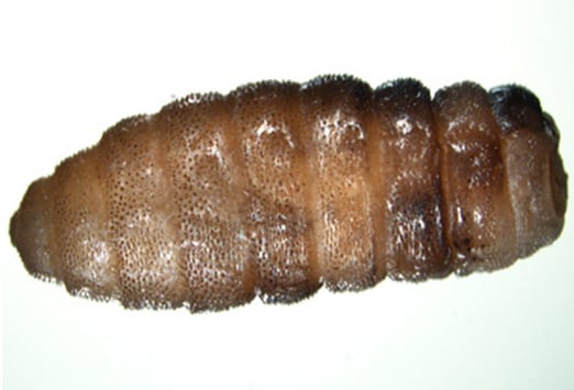 Tumbu Fly Larvae