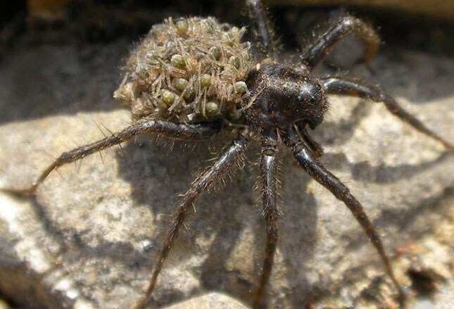 Mount Everest Spider