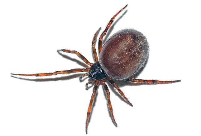 black widow spider bites images. Widow spider antivenom is also