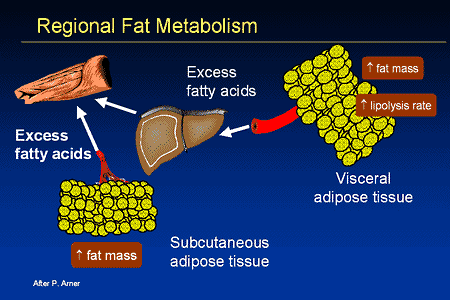 Liver Metabolizing Fat 89