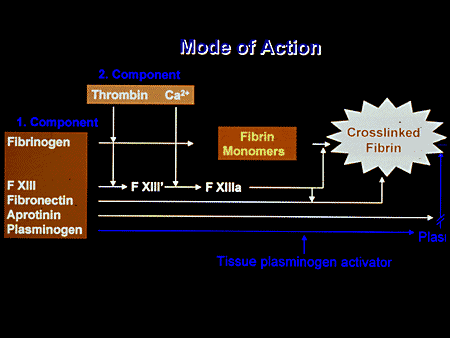 clotting pathway diagram. Coagulation+cascade+ppt
