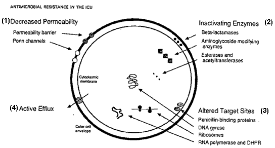 Mechanisms of antibiotic