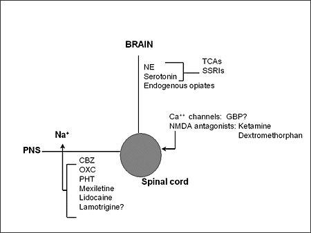 Mechanism of Action of Vancomycin.