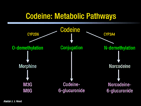 is morphine a metabolite of codeine