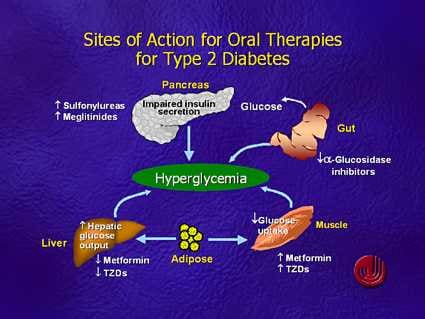 Interspecies Transplant Works in First Step for New Diabetes Therapy