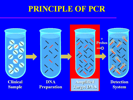 Principle of Polymerase Chain