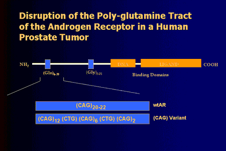 androgen insensitivity syndrome. the Androgen Receptor in a