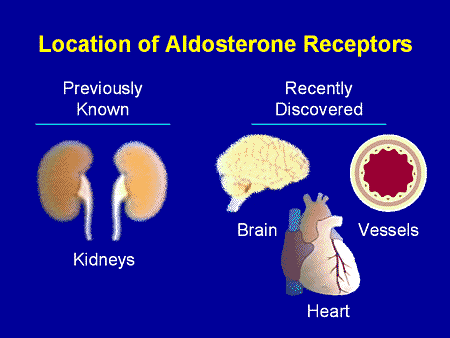 Location of Aldosterone