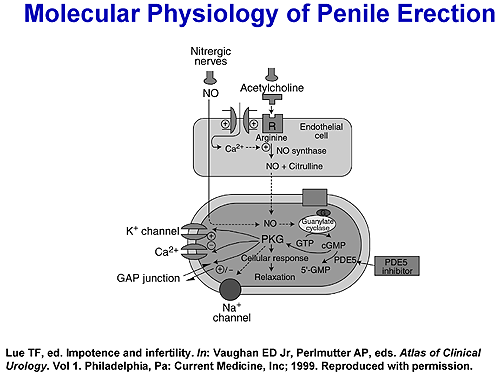 Molecular physiology of penile erection. cGMP, cyclic guanosine monophosphate