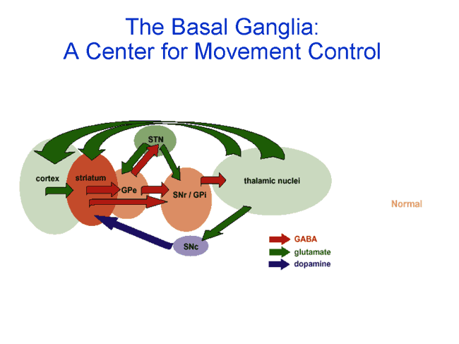 Basal Ganglia Loop