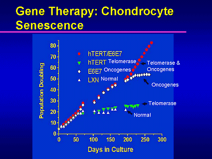 Chondrocyte Slide