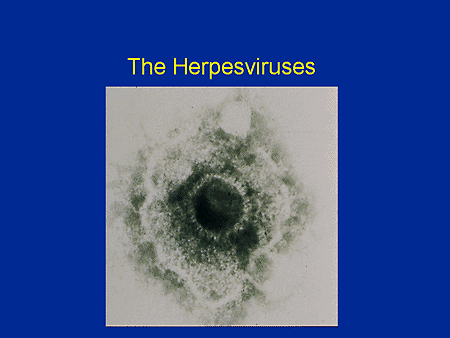 herpesviruses. The Herpesviruses