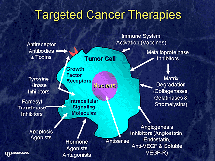 Brain cell discovery could open doors to targeted cancer therapies