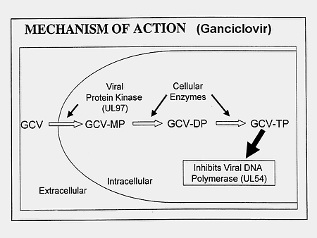 slide ganciclovir mechanism action cmv