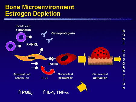 Estrogen And Bone