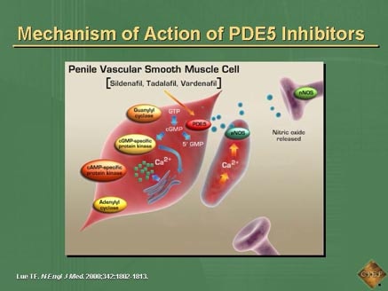 Sildenafil Mechanism Of Action. Mechanism of Action of PDE5