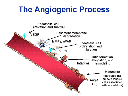 angiogenesis mechanism