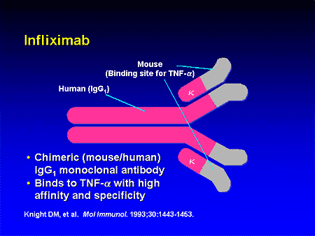 Infliximab Structure