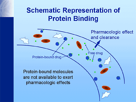 Protein binding takes place in the bloodstream where there are numerous proteins, such as albumin, to bind the drug as it enters the systemic circulation. These proteins are represented in blue in this diagram; the red and white molecules represent red and white blood cells, respectively. Drug molecules are represented as green circles.
